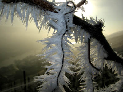 2007-12-20-reif1.jpg