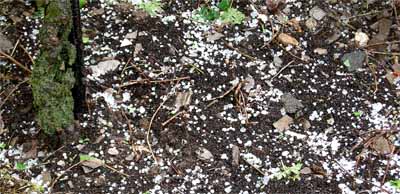 2008-05-29-hagel.jpg