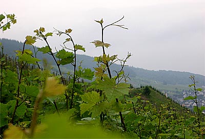 2008-06-05-rebtrieb.jpg