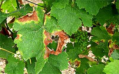 2008-07-08-roter-brenner.jpg