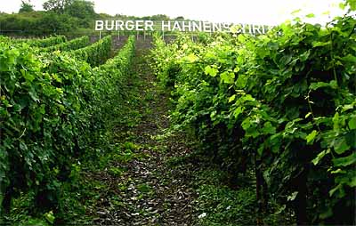 2008-07-29-laubschnitt1.jpg