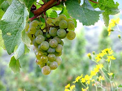 2008-09-17-riesling.jpg