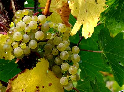 2008-10-01-riesling.jpg