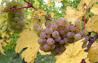 2008-10-15-riesling.jpg