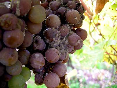 2008-10-17-botrytis.jpg