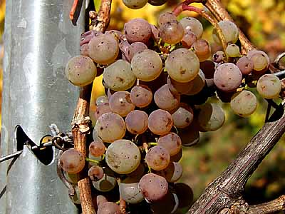 2008-10-20-riesling.jpg