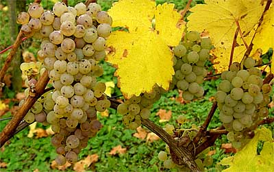 2008-10-27-riesling.jpg