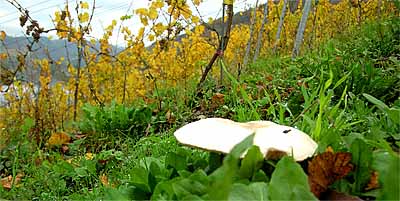 2008-10-23-pilz.jpg