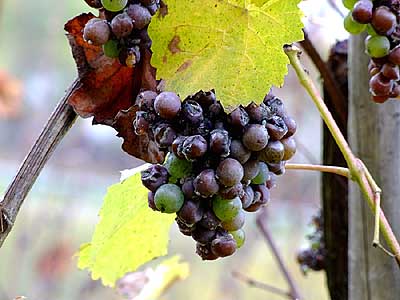 2008-11-02-botrytis.jpg
