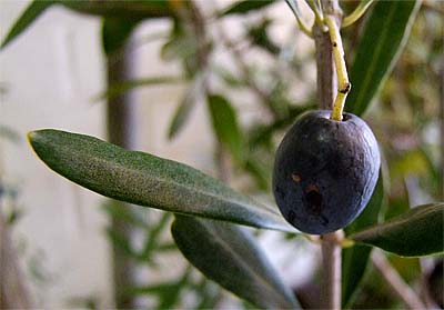 2008-11-25-olive.jpg