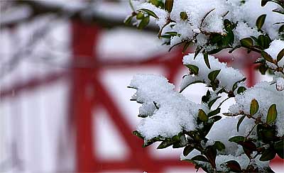 2009-01-05-buchsbaum.jpg