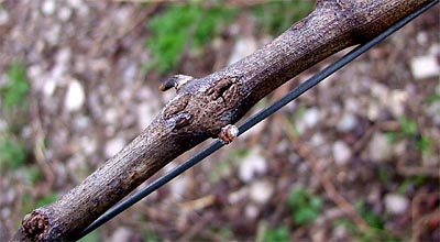 2009-03-25-hagelloch.jpg