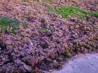 2009-03-31-wuhlschaden.jpg