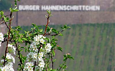 2009-04-11-kirschblute.jpg