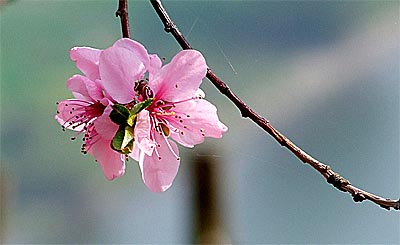 2009-04-11-pfirsichblute.jpg