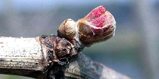 2009-04-16-rebknospe.jpg