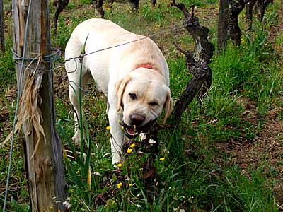 2009-04-16-rodehund.jpg