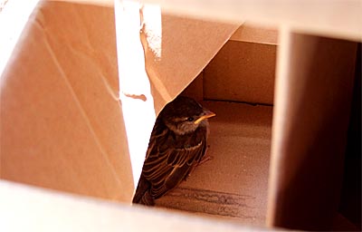 2009-05-23-vogel.jpg
