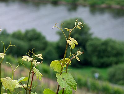 2009-06-05-rebtrieb.jpg
