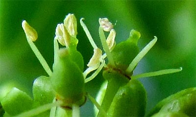 2009-06-11-blute.jpg