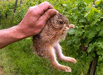 2009-06-20-hase.jpg