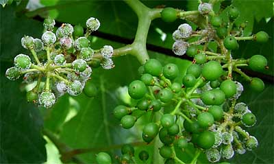 2009-07-03-peronospora.jpg