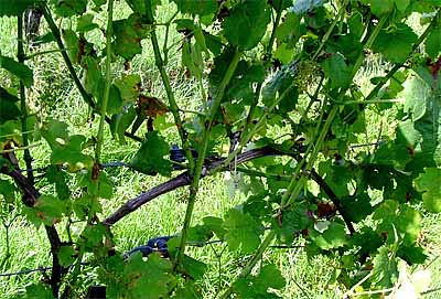 2009-07-11-peronospora.jpg