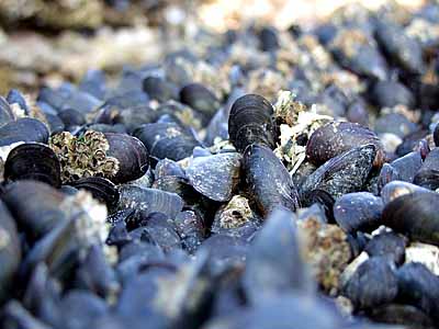 2009-08-23-muscheln.jpg