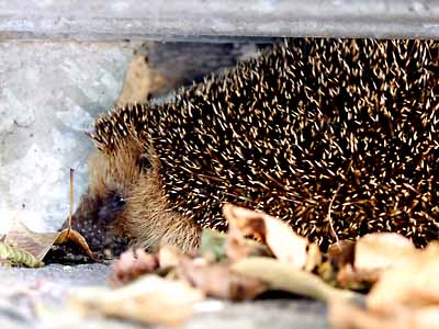 2009-08-31-igel2.jpg