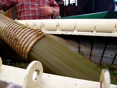 2009-09-25-trauben.jpg