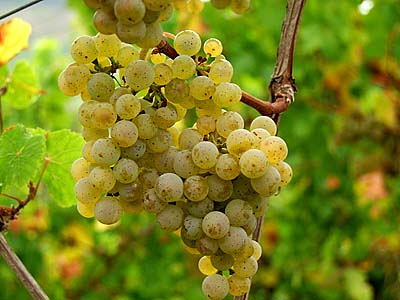 2009-10-03-riesling.jpg