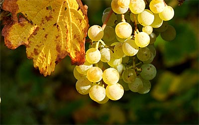2009-10-13-riesling.jpg
