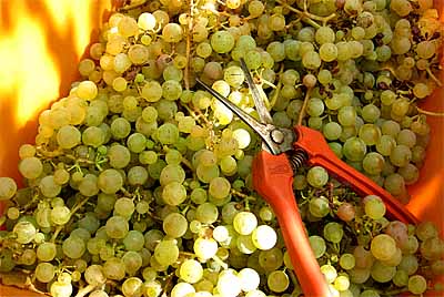 2009-10-14-riesling.jpg