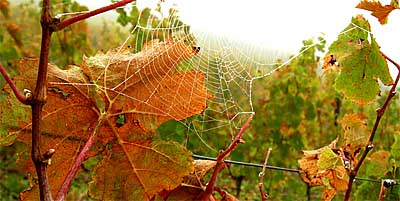 2009-10-19-spinnennetz.jpg