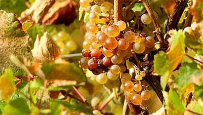 2009-10-21-riesling-top.jpg