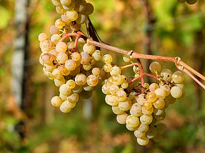 2009-10-21-riesling.jpg