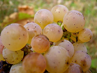 2009-10-23-riesling-reif.jpg