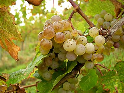 2009-10-23-riesling.jpg