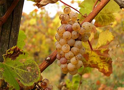 2009-10-27-riesling2.jpg