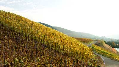 2009-10-30-herbstfarbung1.jpg