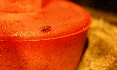 2009-11-06-mucke.jpg