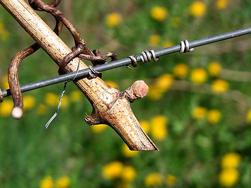 2010-04-15-austrieb.jpg