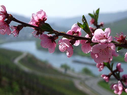 2010-04-16-pfirsich.jpg
