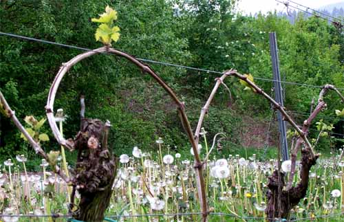 2010-05-12-frost.jpg