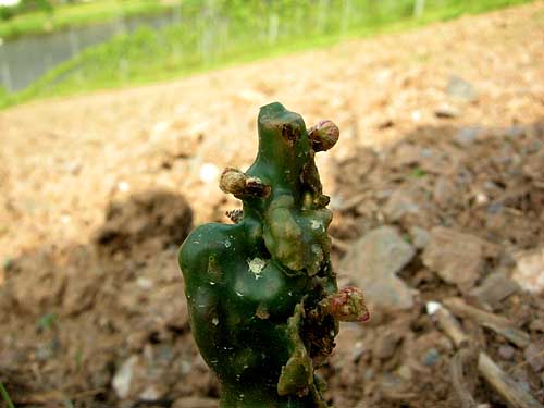 2010-05-25-austrieb.jpg
