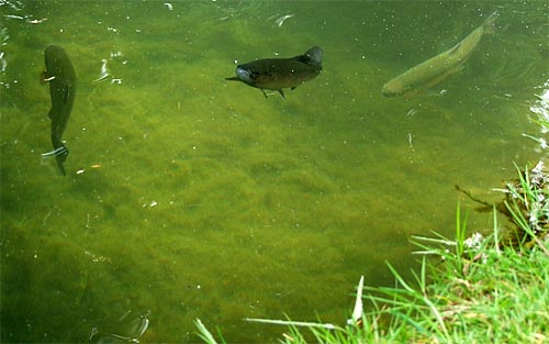 2010-05-30-forellen.jpg