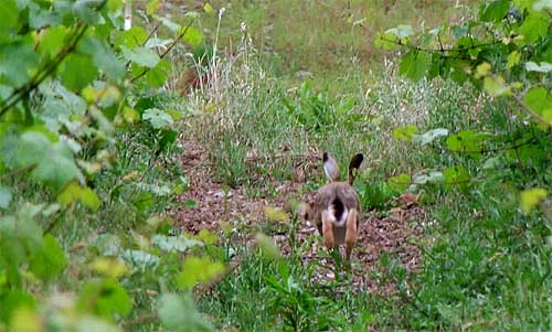 2010-06-20-hase.jpg