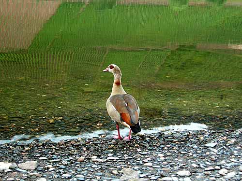 2010-07-01-gans.jpg