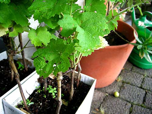 2010-07-28-topfreben.jpg