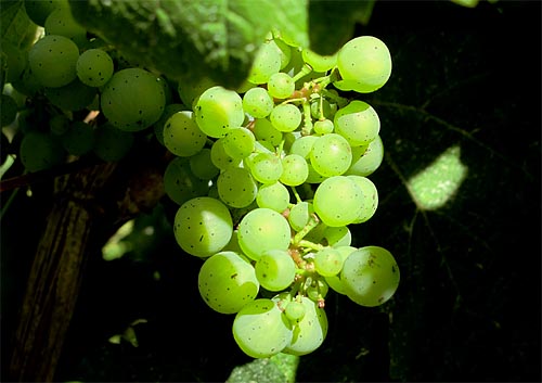 2010-08-19-riesling.jpg